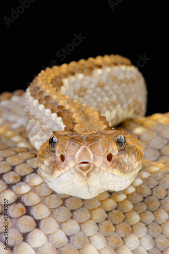 Photo: Aruba rattlensnake / Crotalus durissus unicolor Aruba rattlensnake / Crotalus durissus unicolor