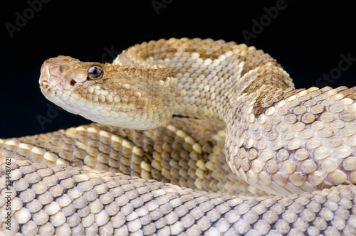 Photo: Aruba rattlensnake / Crotalus durissus unicolor Aruba rattlensnake / Crotalus durissus unicolor