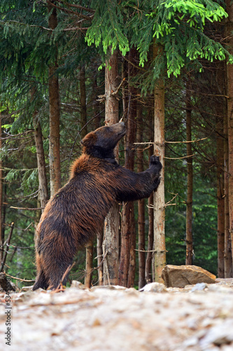 Photo: brown bear brown bear