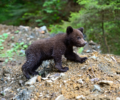 Photo: little Bear little Bear