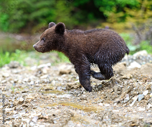 Photo: little Bear little Bear