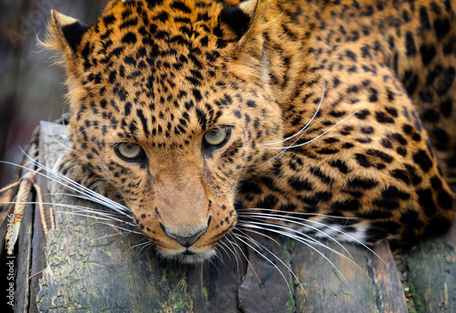 Photo: Leopard Leopard