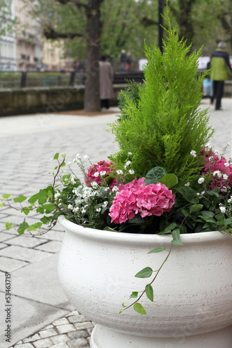 Photo: Cachepot with blooming hydrangea on street Cachepot with blooming hydrangea on street