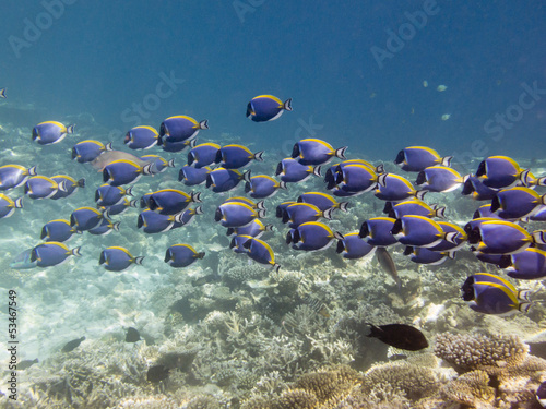 Photo: School of Powderblue Surgeonfish School of Powderblue Surgeonfish