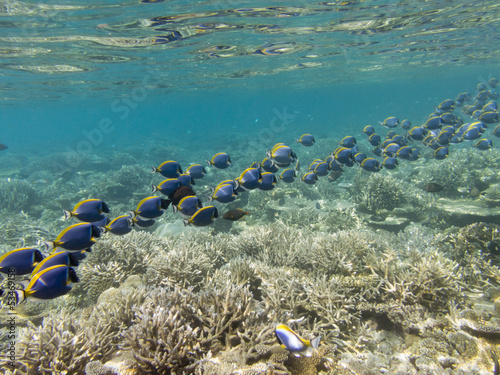 Photo: School of Powderblue Surgeonfish School of Powderblue Surgeonfish