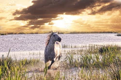 Photo: gray horse runs on water against a sunset gray horse runs on water against a sunset