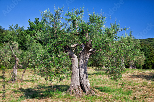 Photo: olive tree olive tree