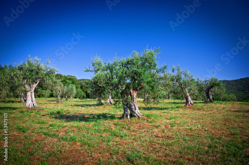 Photo: olive tree olive tree