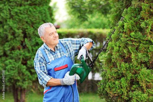Photo: Man trimming a tree in a garden Man trimming a tree in a garden