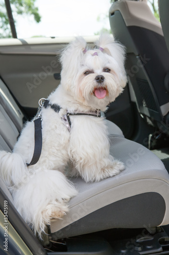 Photo: Dog safe in the car Dog safe in the car
