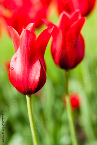 Photo: tulipany tulipany