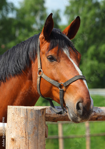 Photo: Beautiful sorrel horse Beautiful sorrel horse