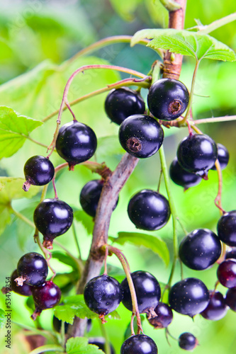 Photo: black currant black currant