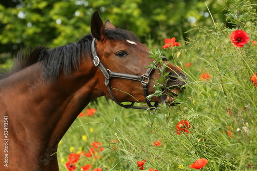 Photo: Brauner nascht am Mohn Brauner nascht am Mohn