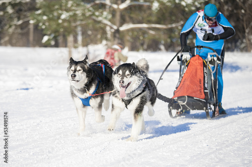 Photo: husky dog sledding outdoor husky dog sledding outdoor