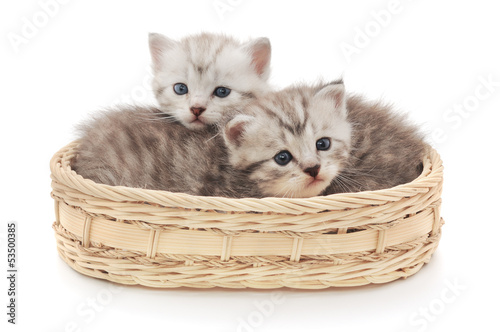 Photo: Kittens in Basket Kittens in Basket