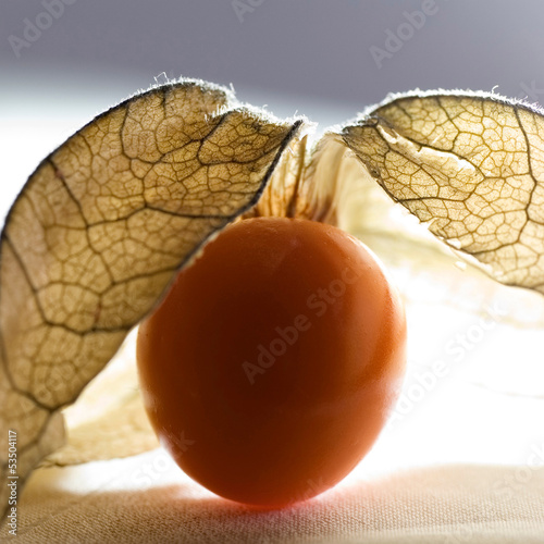 Photo: Physalis Physalis