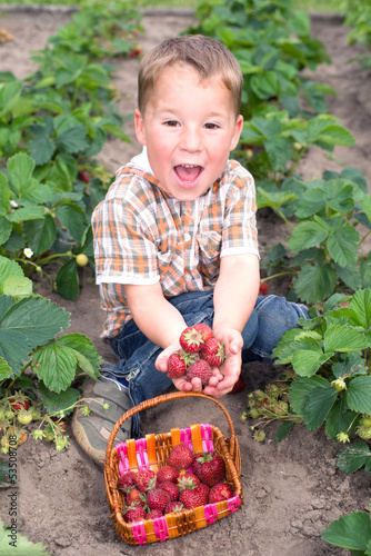 Photo: Kleiner Junge sammelt Erdbeeren Kleiner Junge sammelt Erdbeeren