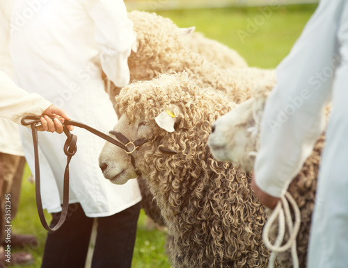 Photo: sheep show sheep show
