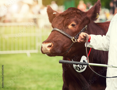 Photo: cattle show cattle show