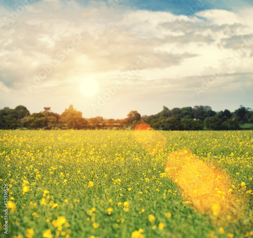 Photo: sun over oilseed sun over oilseed