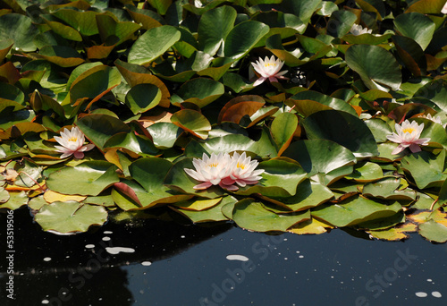 Photo: Pale pink water lilies floating on a pond Pale pink water lilies floating on a pond