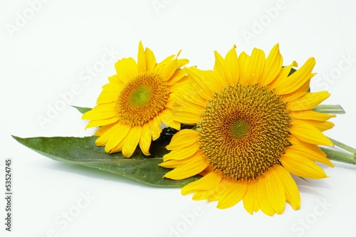 Photo: sunflower sunflower