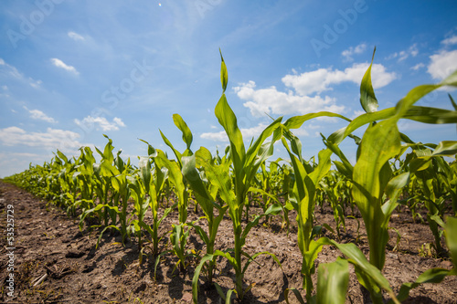 Photo: Summer rural landscape with fields Summer rural landscape with fields