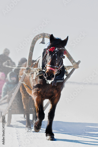 Photo: Horse under the collar Horse under the collar