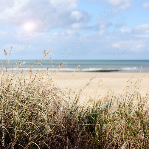 Photo: dünengras am strand dünengras am strand