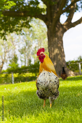 Photo: Rooster Rooster