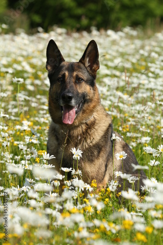 Photo: Deutscher Schäferhund sitzt im Blumenfeld Deutscher Schäferhund sitzt im Blumenfeld