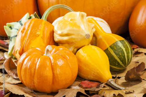 Photo: Fall Gourds Fall Gourds
