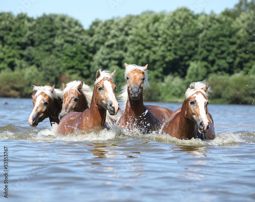 Photo: Batch of chestnut horses swimming in water Batch of chestnut horses swimming in water