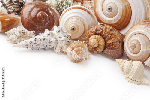 Photo: Seashells Seashells