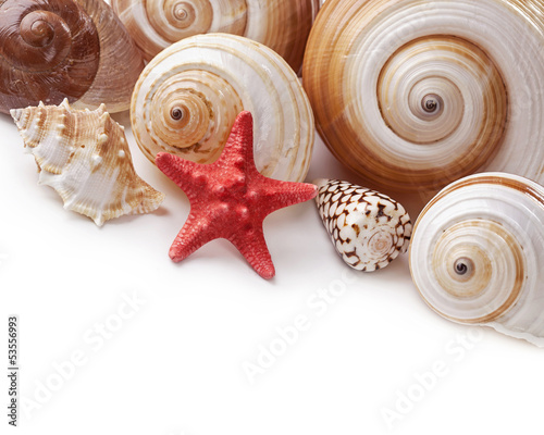 Photo: Seashells Seashells