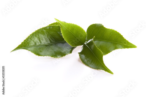 Photo: fresh tea leaves isoalted on the white background fresh tea leaves isoalted on the white background
