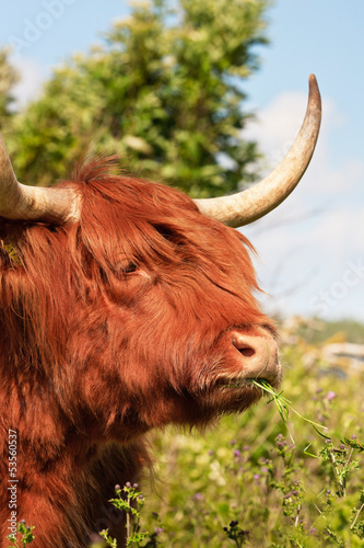 Photo: Close-up of scottish highlander cow with fur moved by the wind. Close-up of scottish highlander cow with fur moved by the wind.