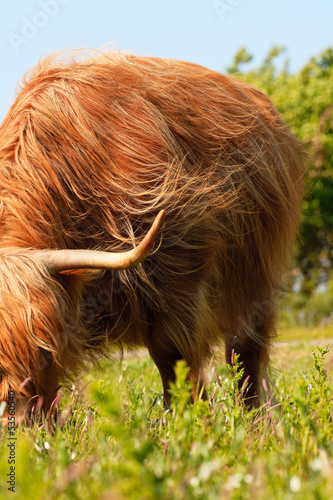 Photo: Close-up of scottish highlander cow with fur moved by the wind. Close-up of scottish highlander cow with fur moved by the wind.