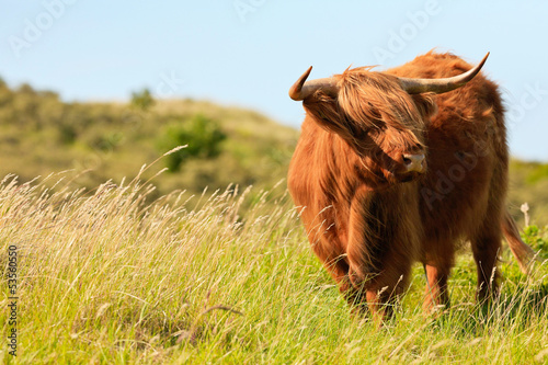 Photo: Scottish highlander cow standing in the wind in grass dune lands Scottish highlander cow standing in the wind in grass dune lands