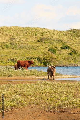 Photo: Group of scottish highlander cows standing near lake in grassy d Group of scottish highlander cows standing near lake in grassy d