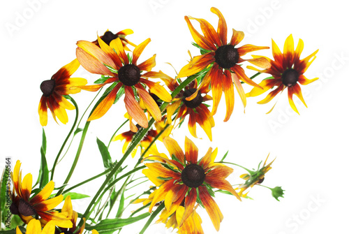 Photo: yellow rudbeckia yellow rudbeckia