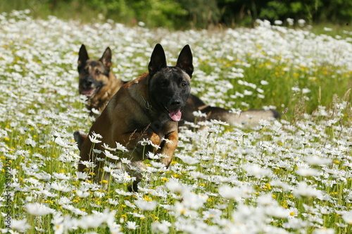 Photo: Zwei Schäferhunde im Blumenfeld Zwei Schäferhunde im Blumenfeld
