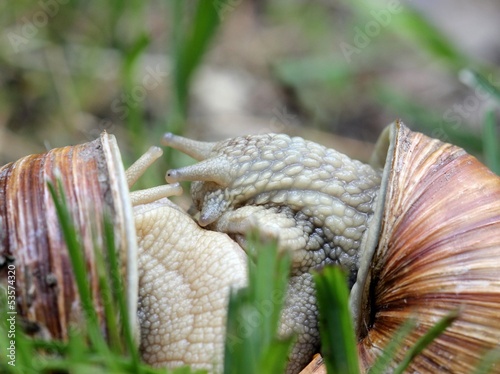 Photo: Weinbergschneckenpaarung Weinbergschneckenpaarung
