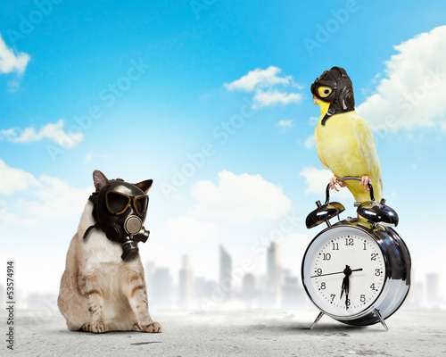 Photo: Cat and parrot in gas masks Cat and parrot in gas masks