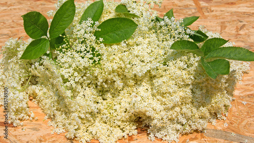 Photo: Schwarzer Holunder - Sambucus nigra Schwarzer Holunder - Sambucus nigra