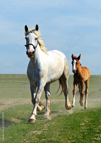 Photo: Horse Horse