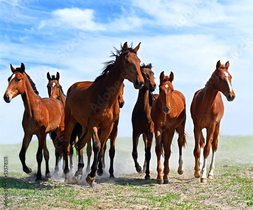 Photo: Horse Horse