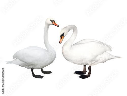 Photo: Two swans Two swans