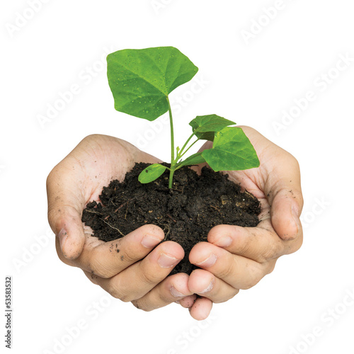 Photo: Hand holding a tree for giving life to the Earth isolated over w Hand holding a tree for giving life to the Earth isolated over w